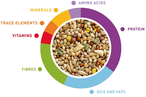 grafico-wellness-cocorite-en.jpg