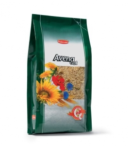 Avena