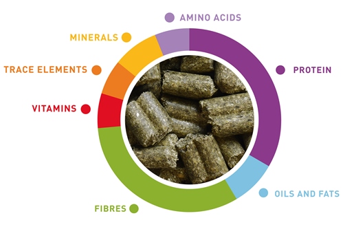 grafico-wellness-cincilla-en.jpg